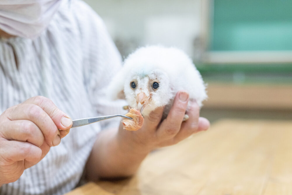 当店で繁殖・販売しているメンフクロウについて - ふくろうの家-公式HP-