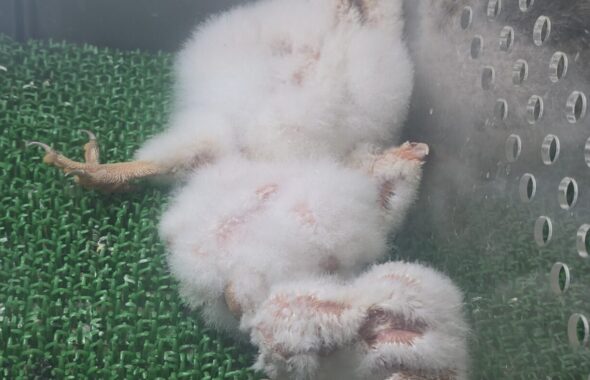 現在ご予約をいただいているメンフクロウのヒナ3羽。指先ほどのサイズから、毎日力強く成長しています。この姿が見られるのも、今この瞬間だけです。