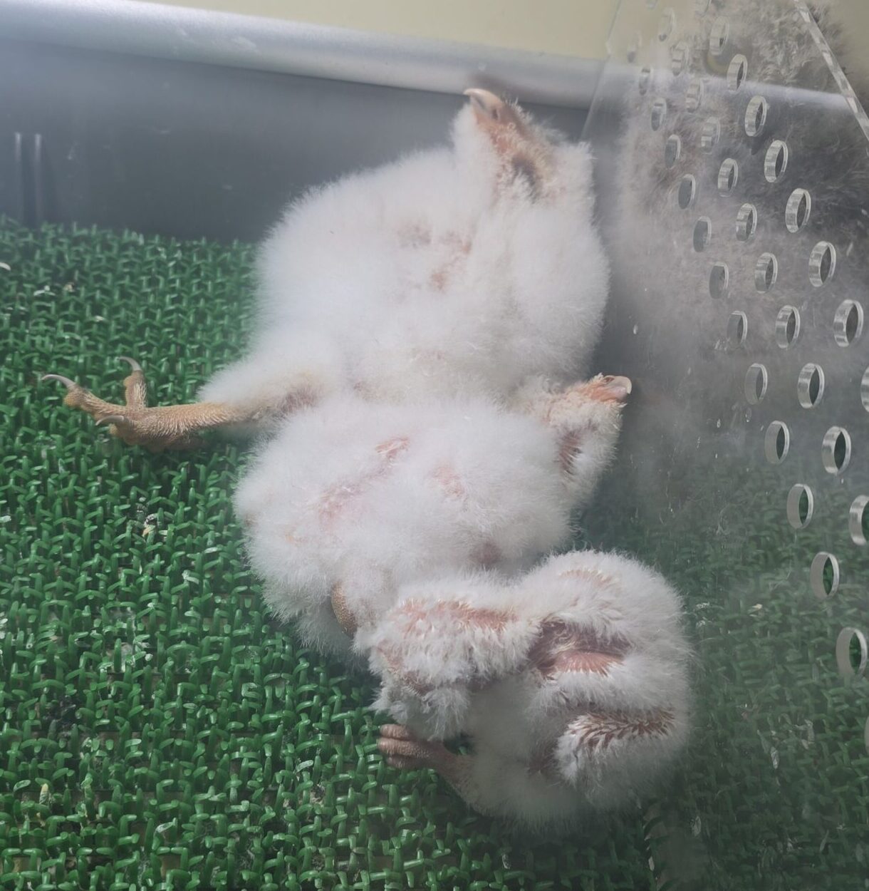 現在ご予約をいただいているメンフクロウのヒナ3羽。指先ほどのサイズから、毎日力強く成長しています。この姿が見られるのも、今この瞬間だけです。