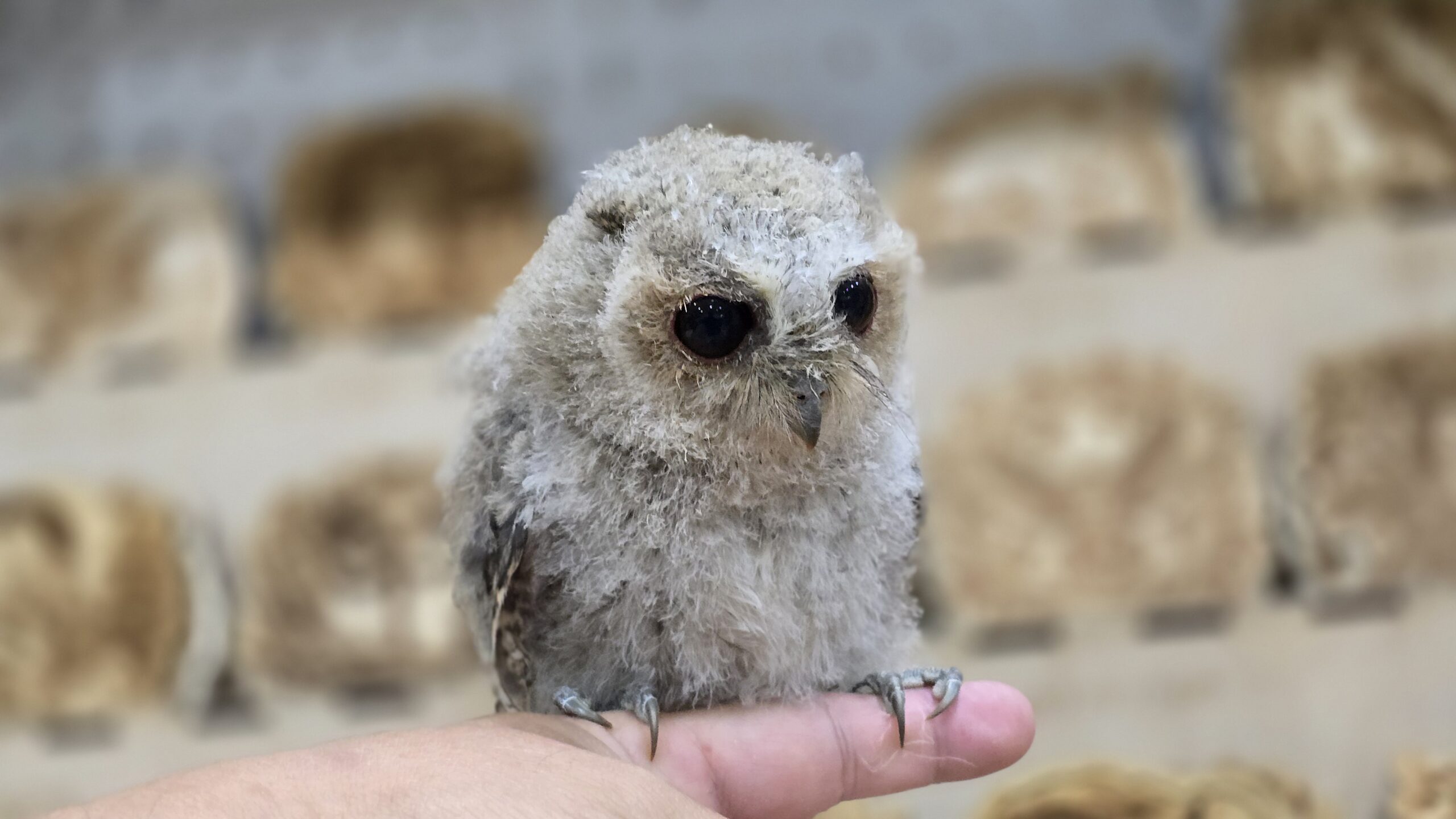 全身が真っ白なふわふわの綿毛に包まれたカラードコノハズクのヒナ。こちらをじっと見つめている様子。