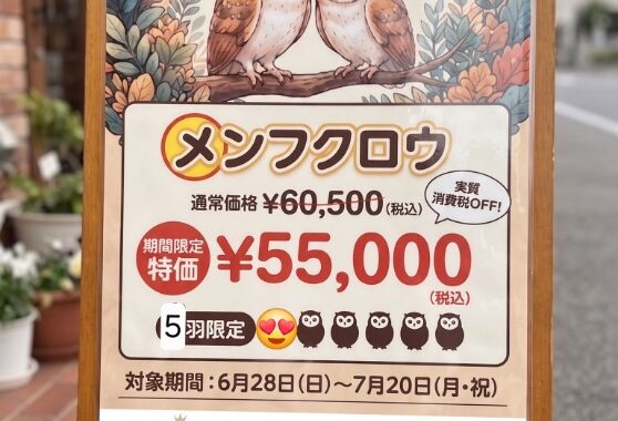 ふくろうの家つくば店で開催中の「メンフクロウお迎え応援キャンペーン」の更新版告知ポスター。早速1羽のお迎えが決まり、残り5羽となったことを絵文字と数字で示している画像。6月28日から7月20日までの期間限定で、特別価格55,000円（税込）で販売中。