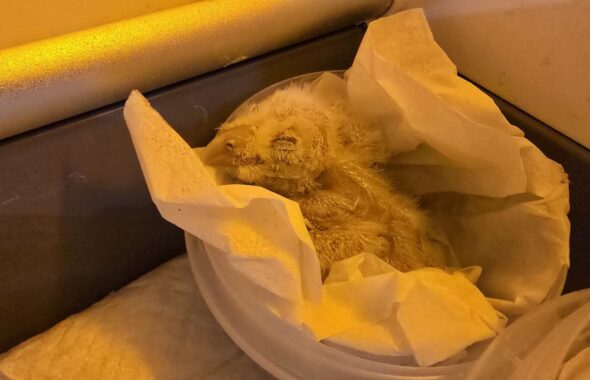 「ふくろうの家にて展示を開始した、ふわふわした綿毛のメンフクロウのヒナ」