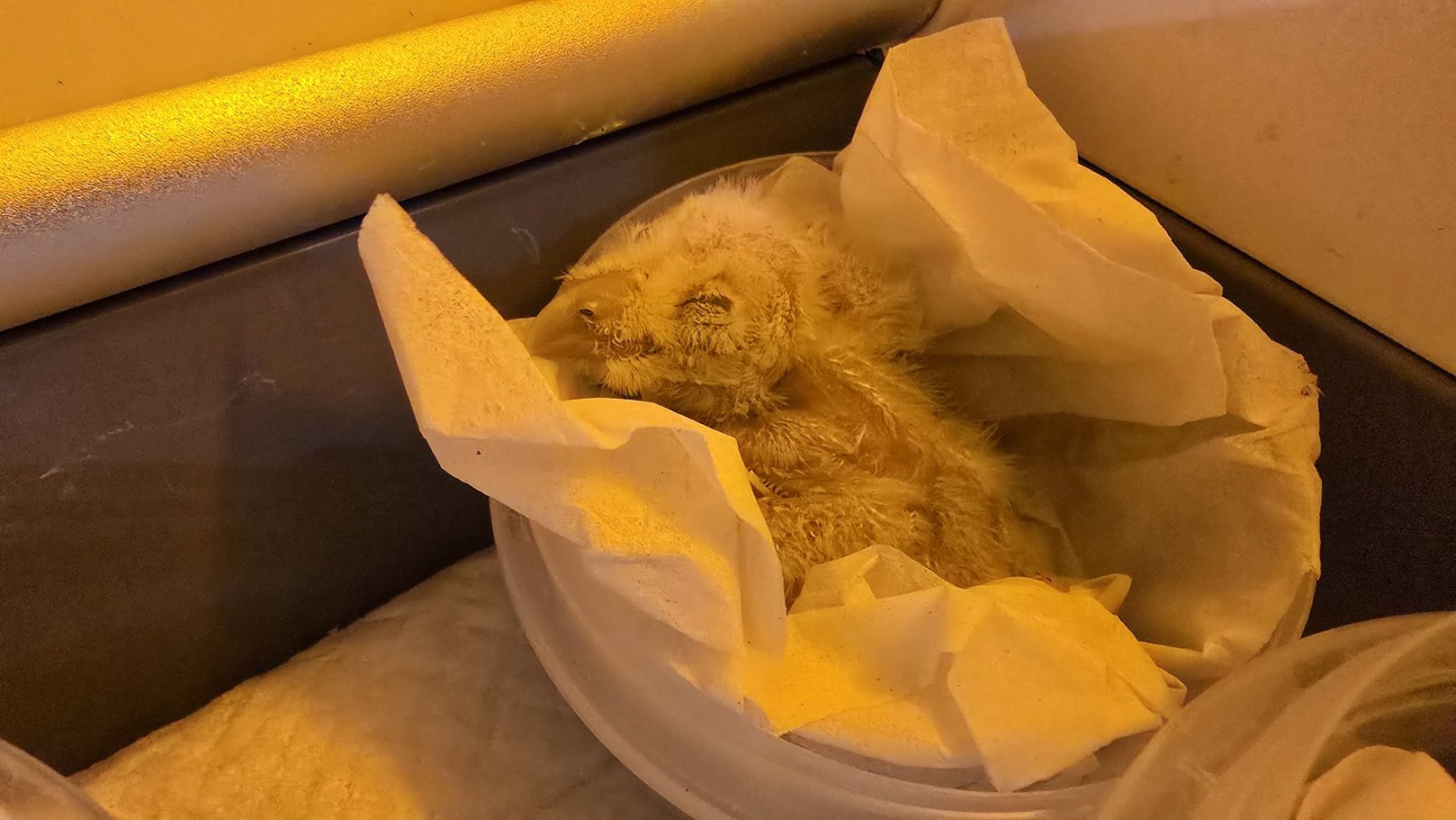 「ふくろうの家にて展示を開始した、ふわふわした綿毛のメンフクロウのヒナ」