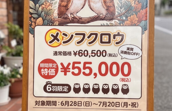 ふくろうの家つくば店で開催中の「メンフクロウお迎え応援キャンペーン」の店頭告知ポスター。6月28日から7月20日までの期間限定で、メンフクロウ6羽を通常価格60,500円のところ特別価格55,000円（税込）で販売。