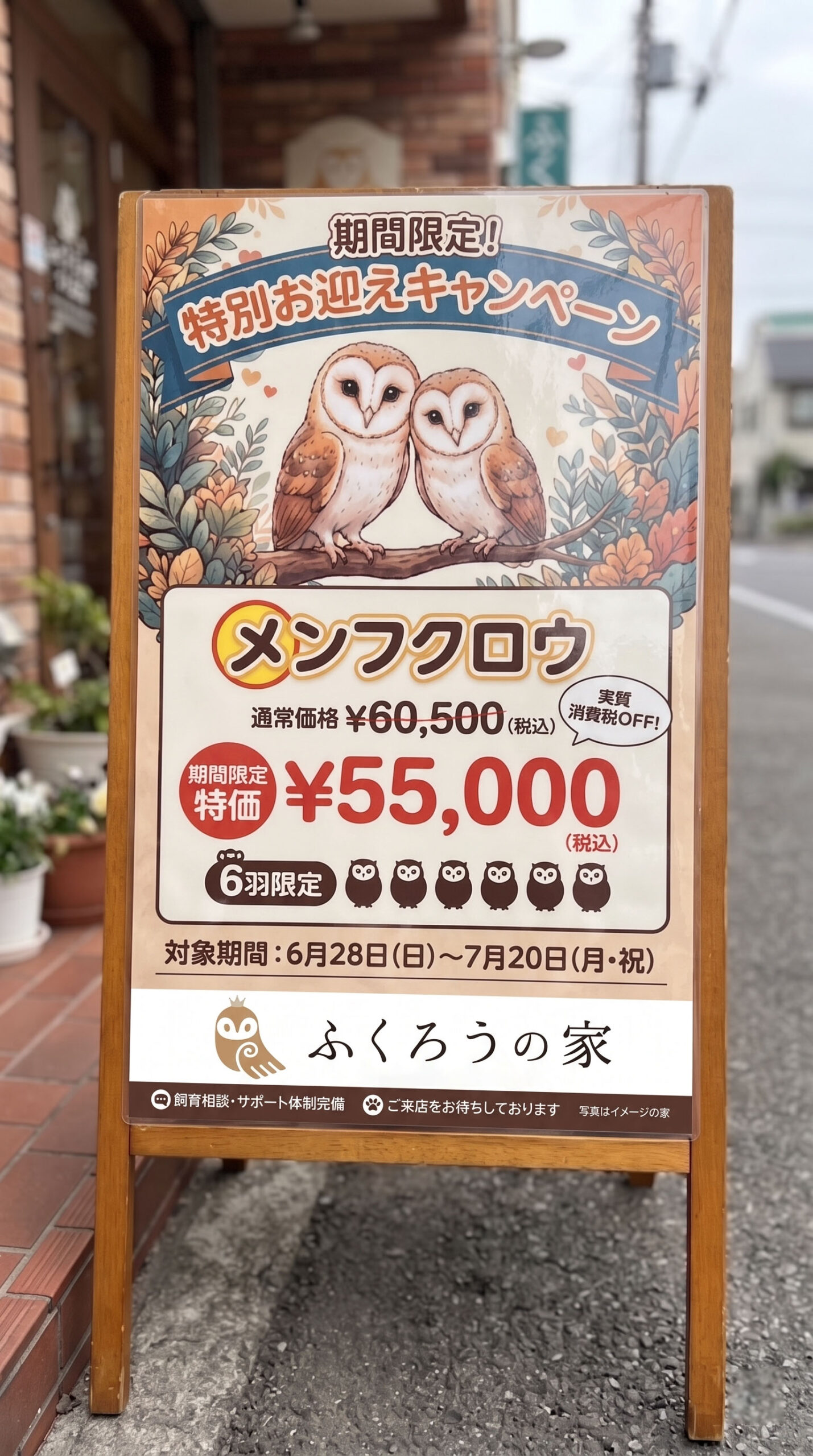 ふくろうの家つくば店で開催中の「メンフクロウお迎え応援キャンペーン」の店頭告知ポスター。6月28日から7月20日までの期間限定で、メンフクロウ6羽を通常価格60,500円のところ特別価格55,000円（税込）で販売。